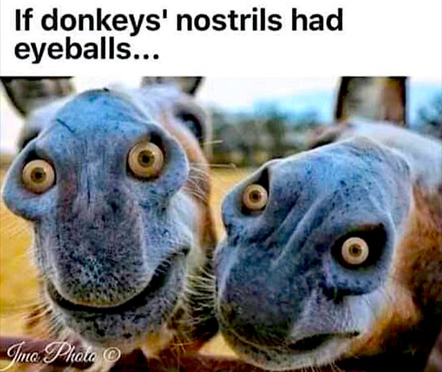 Donkeys nostrils.jpg